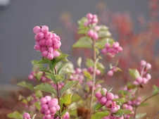 Symphoricarpos ‘Magical Candy‘