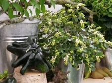 Symphoricarpos ‘Magical Galaxy‘