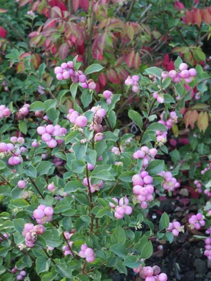 Symphoricarpos ‘Magical Pink Carpet‘ Symphoricarpos ‘Magical Pink Carpet‘
