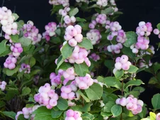 Symphoricarpos ‘Magical Pink Cushion‘