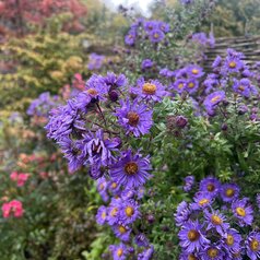 Symphyotrichum Baar´s Blue