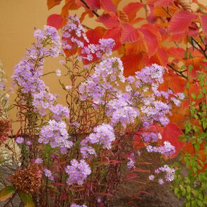 Symphyotrichum ericoides Pink Star