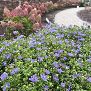 Symphyotrichum October Skies