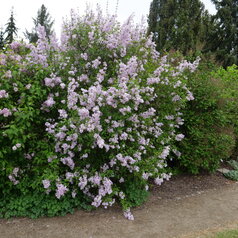 Syringa chinensis ‘Metensis‘