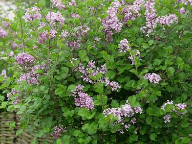 Syringa meyeri ‘Palibin‘ – orgován Syringa meyeri ‘Palibin‘ – orgován