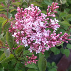 Syringa microphylla Superba