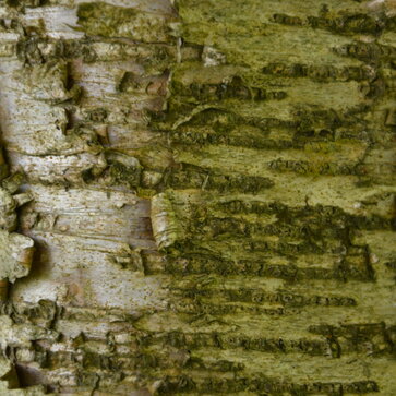 Tajomstvo brezovej kôry