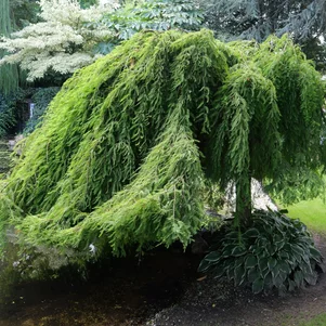 Taxodium distichum ‘Cascade Falls‘ Taxodium distichum ‘Cascade Falls‘