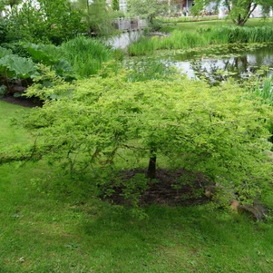 Taxodium distichum ‘Secrest‘ Taxodium distichum ‘Secrest‘