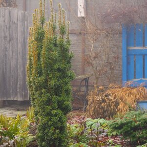 Taxus baccata ‘David‘