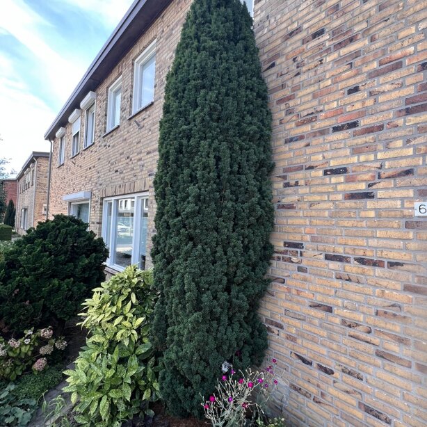 Taxus baccata ‘Fastigiata‘