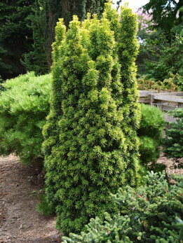 Taxus baccata ‘Standishii‘