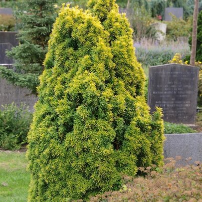 Taxus baccata ‘Standishii‘