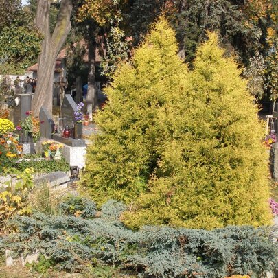 Thuja occidentalis ‘Rheingold‘