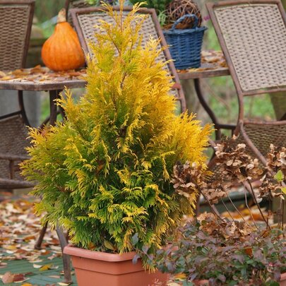 Thuja plicata ‘4ever Goldy‘