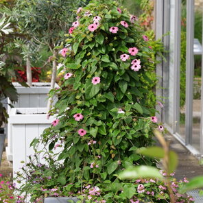 Thunbergia alata