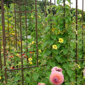 Thunbergia alata