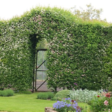 Tipy pre listnaté živé ploty