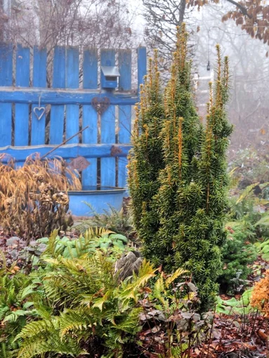 tis - Taxus baccata David tis - Taxus baccata David