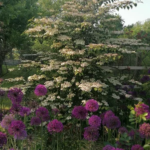 V.plicatum ‘Kilimanjaro Sunrise‘ V.plicatum ‘Kilimanjaro Sunrise‘