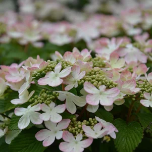 V.plicatum Pink Beauty V.plicatum Pink Beauty