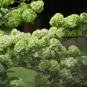 V. plicatum ‘Rotundifolium‘ V. plicatum ‘Rotundifolium‘