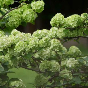 V. plicatum ‘Rotundifolium‘