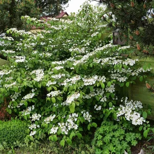 V.plicatum ‘Shoshoni‘ V.plicatum ‘Shoshoni‘