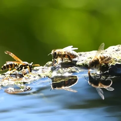 včielky pijúce vodu včielky pijúce vodu