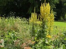 verbascum