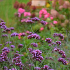 Verbena bonariensis