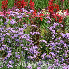 Verbena bonariensis