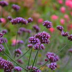 Verbena bonariensis