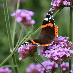 Verbena bonariensis + motýľ
