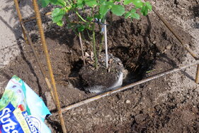 vloženie ruže do jamy o niečo hlbšej ako bola výška kontajnera