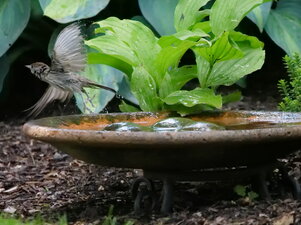 vodné prvky v záhrade