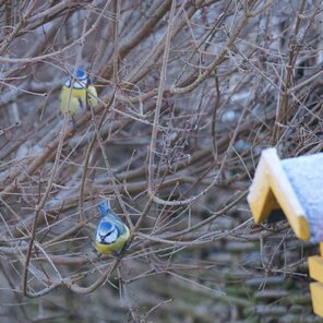 vtacia budka v korune stromu orgovan mayerov