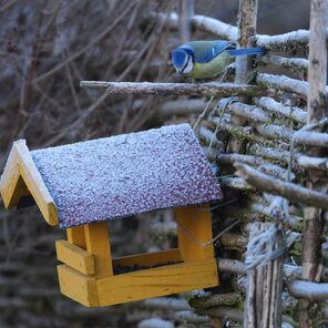 vtacie krmitko na orgovane mayerov