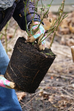vybratie ruže z kontajnera pred výsadbou