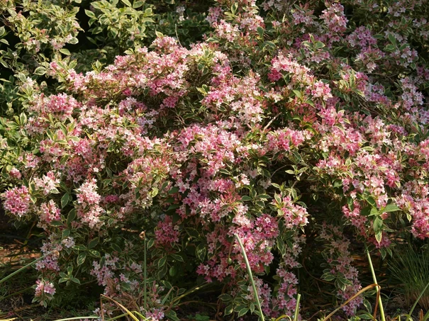 Weigela 2012 A1248073