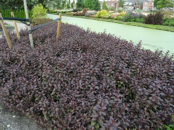 Weigela ‘Bokrashine‘