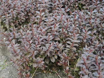 Weigela Bokrashine