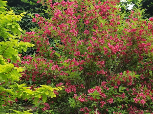 Weigela ‘Bristol Ruby‘
