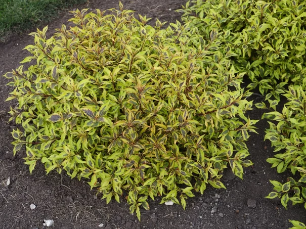 Weigela Bubly Wine