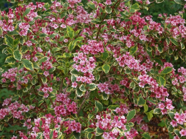 Weigela Kosteri Variegata