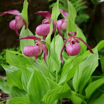Záhradné orchidey