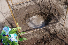 zaliatie jamy vodou pred výsadbou ruže