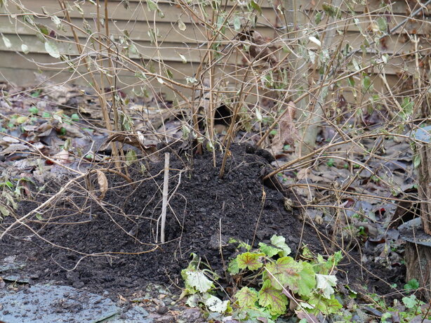 zasypanie rastlín kompostom