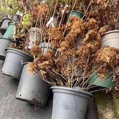 zazimovanie rastlín v kvetináči naležato