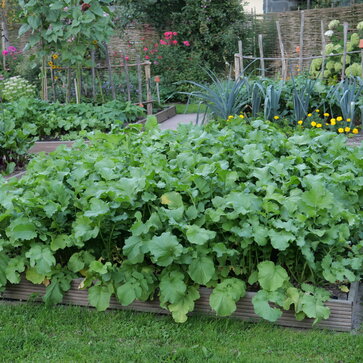 Zeleninové záhony v druhej polovici vegetačného obdobia